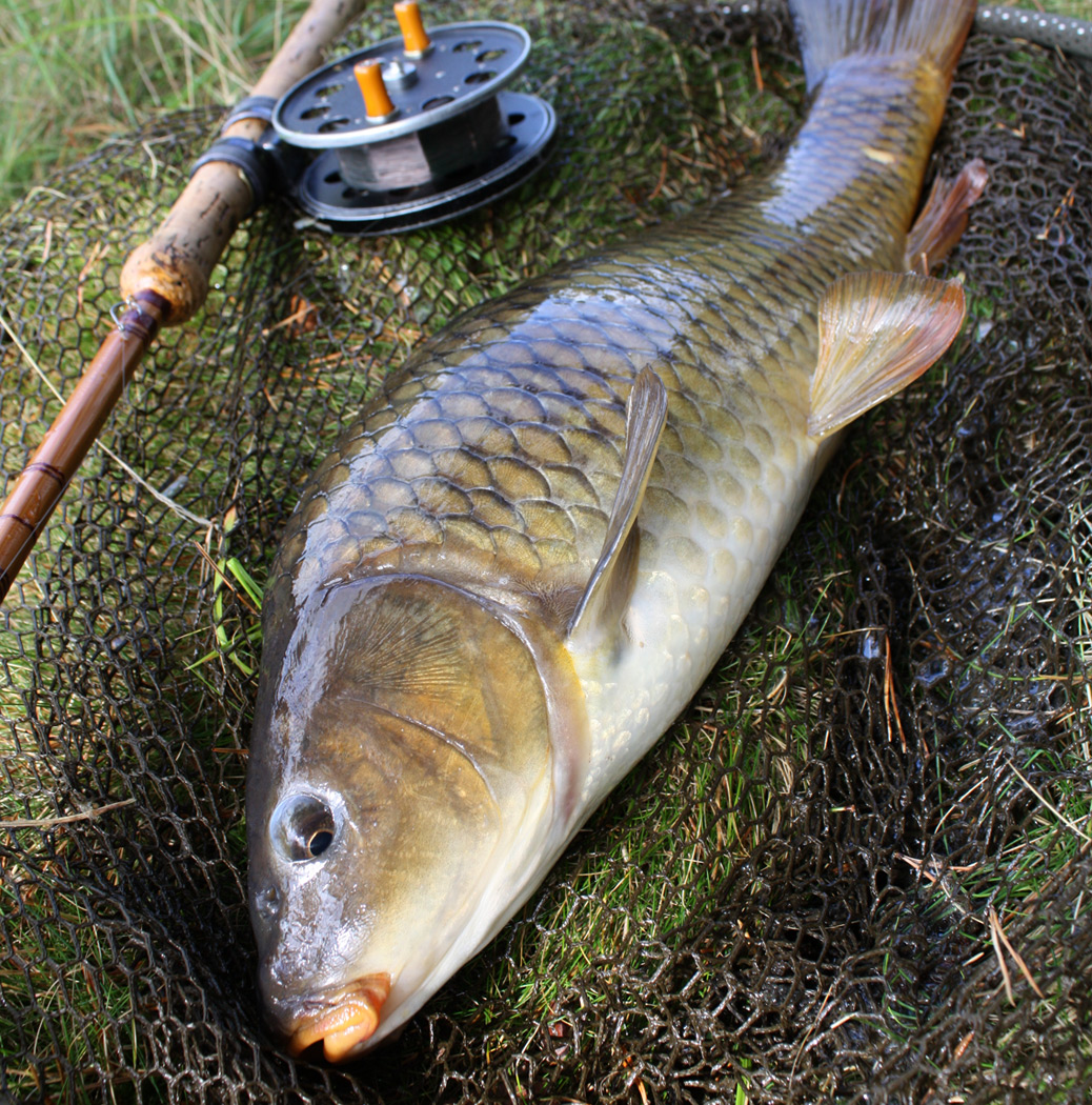 Home Wild Carp Trust Wild Carp Trust