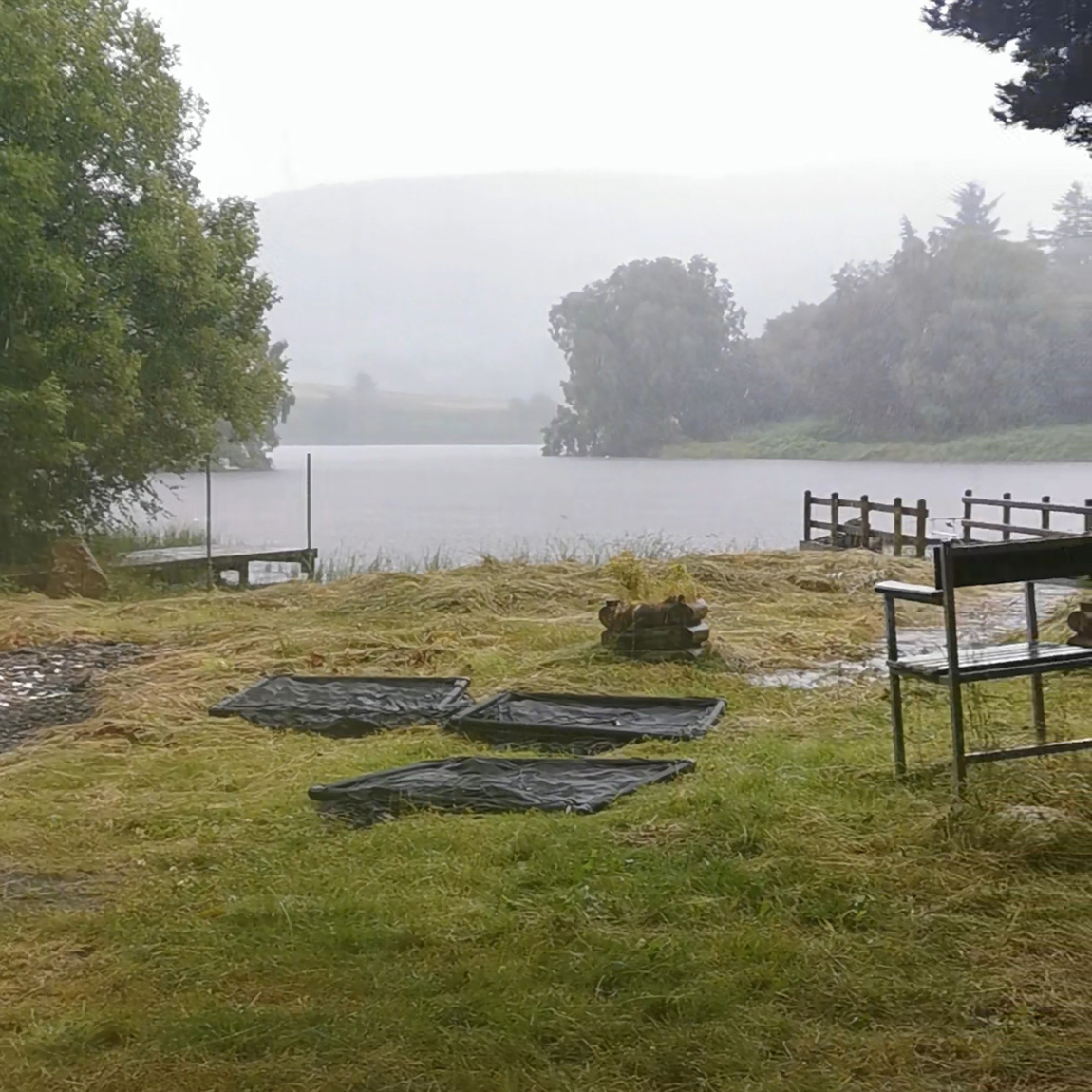 september wild carp llyngwyn