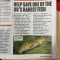 wild carp trust in Angling times