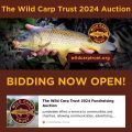 Wild carp trust auction 2024