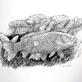 Chris Turnbull wild carp art.