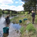 Llyngwyn wild carp rescue May 2024